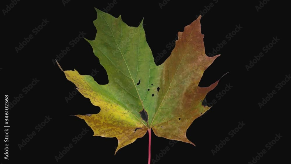 Time-lapse of drying Maple leaf 19e1 in PNG+ format with ALPHA transparency channel isolated on black background
Time-lapse of drying Maple leaf 19e1 in PNG+ format with ALPHA transparency channel isolated on black background