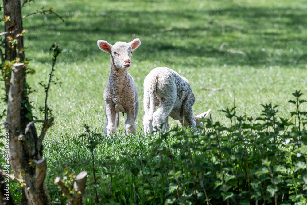 Obraz premium Sheep in Spring