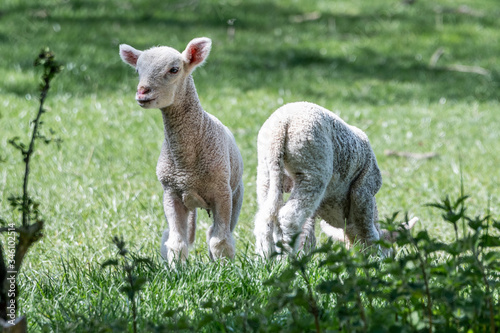 Sheep in Spring