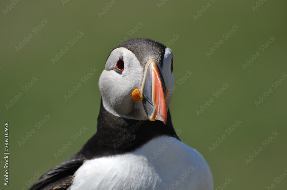 Naklejka premium Face to face with Atlantic puffin Fratercula arctica