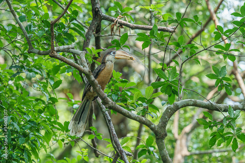 Austen's Brown Hornbill waiting to feed its couple in Khaoyai National Park