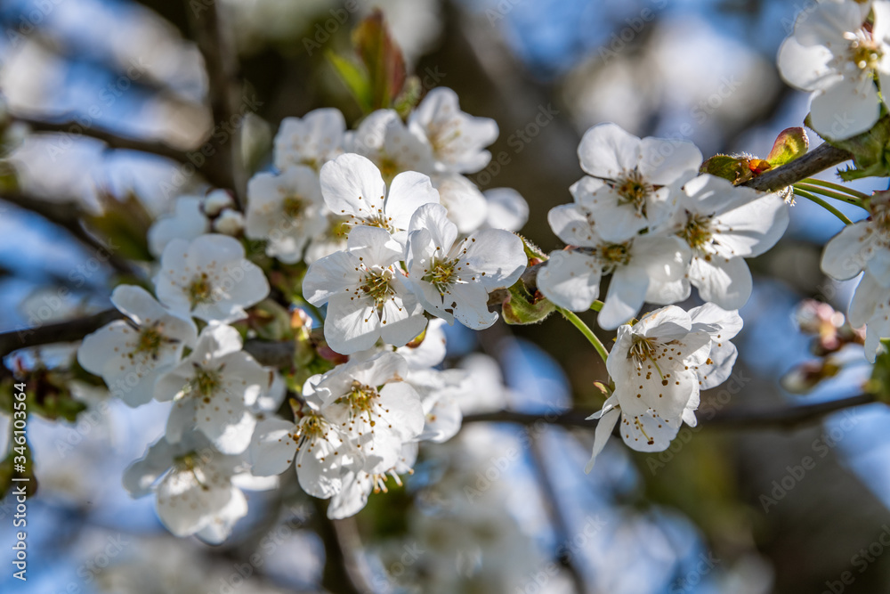 Obraz premium Spring flowers in bloom