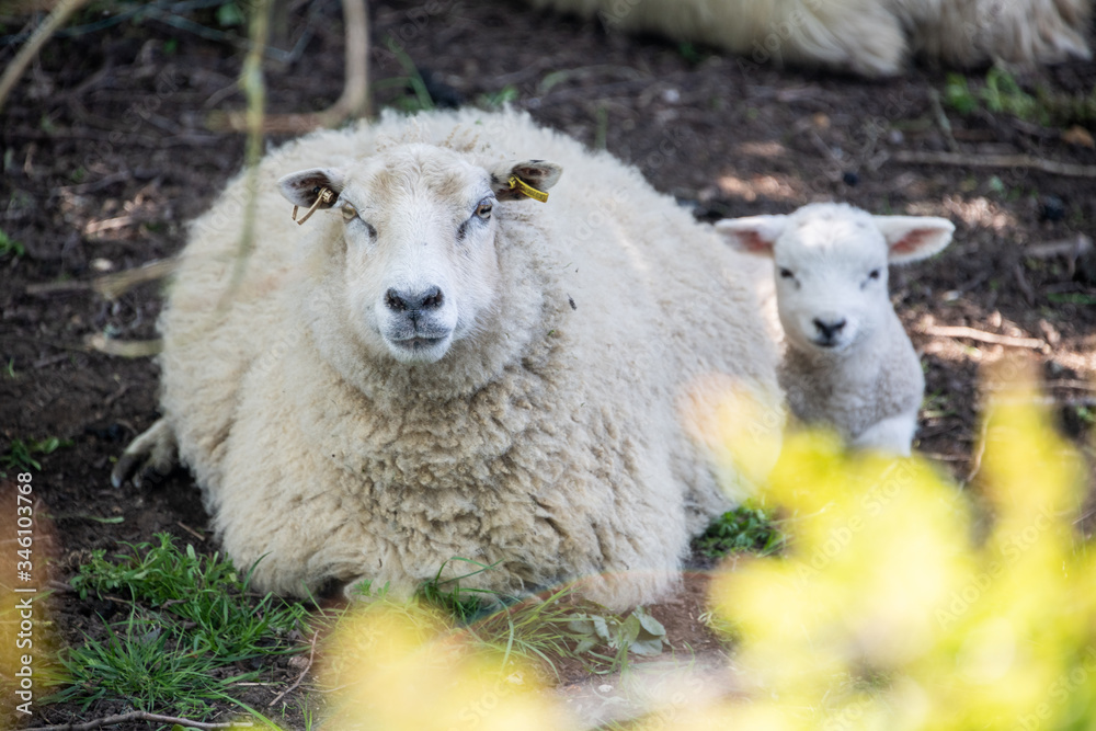 Fototapeta premium Sheep in springtime