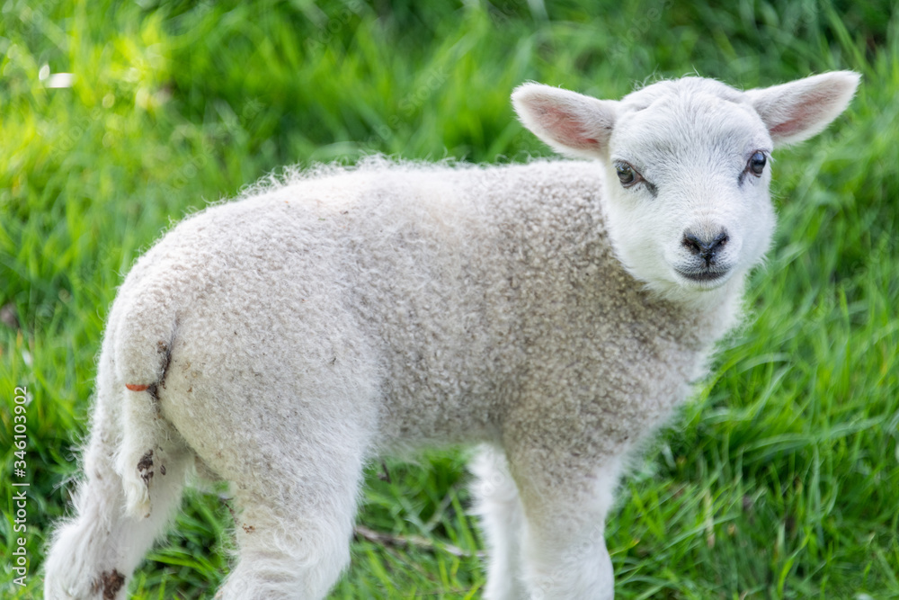 Sheep in springtime