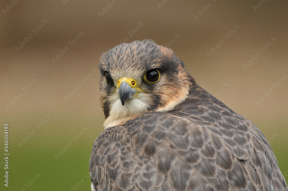 Fototapeta premium Peregrine falcon Falco peregrinus portrait 