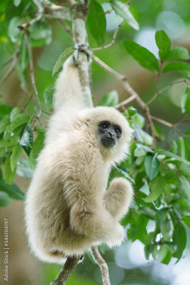 Obraz premium white handed gibbon in Khaoyai National Park 