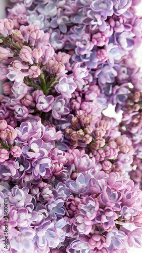 motif de fond de fleurs lilas