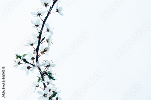flowering cherry tree on a sunny day on a white background. Spring cherry flowers. Beautiful spring garden in the park