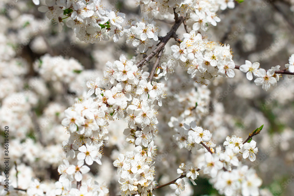 cherry blossoms in nature in spring, Japanese flowers in spring, closeup of cherry blossoms. cherry blossoms in nature in spring, Japanese flowers in spring, closeup of cherry blossoms.