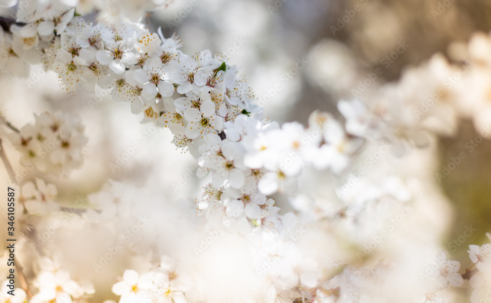 White cherry flowers under a blue sky. Spring 2020. Place for text.