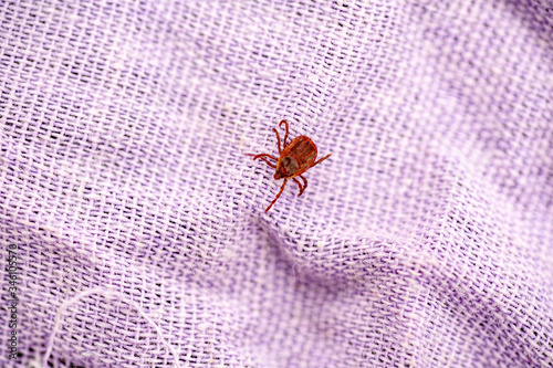 A true ixodid mite blood sucking parasite carrying the acarid disease sits on a On a white field on a hot summer day, hunting in anticipation of the victim