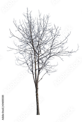 Fototapeta Naklejka Na Ścianę i Meble -  young winter tree with bare dense branches