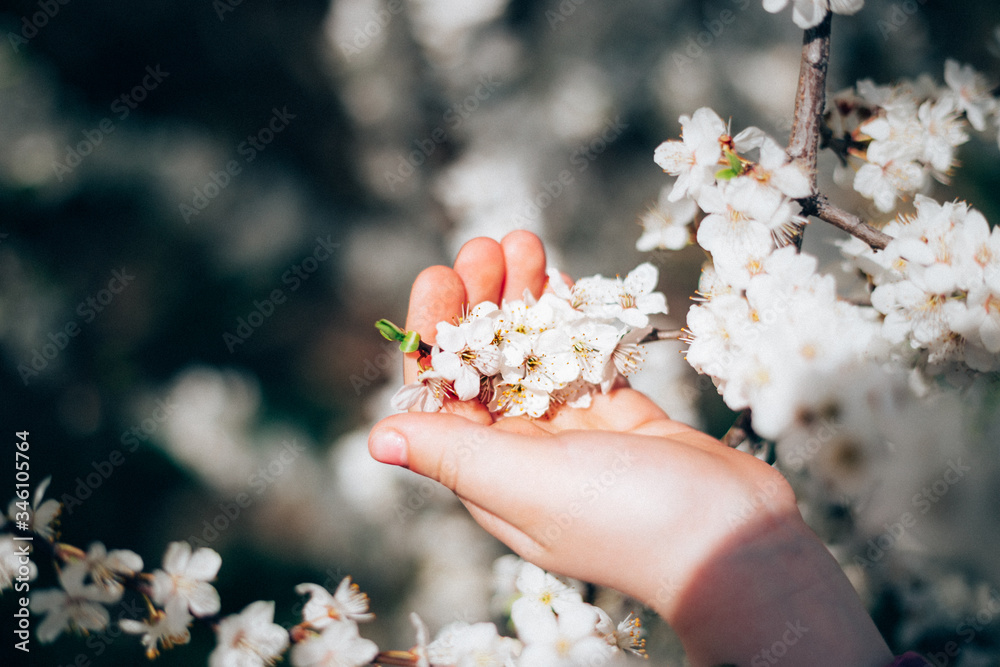 In children's hands, white cherry flowers close-up. Spring photo. Caring for nature and love. place for text... In children's hands, white cherry flowers close-up. Spring photo. Caring for nature and love. place for text...