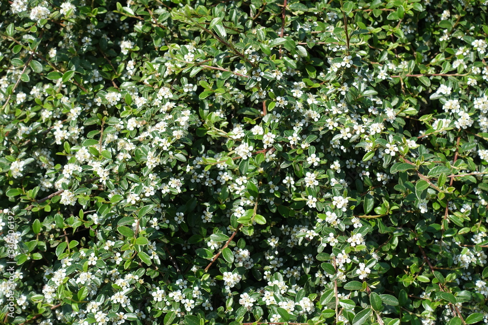 Blossoming Cotoneaster horizontalis bush in mid May