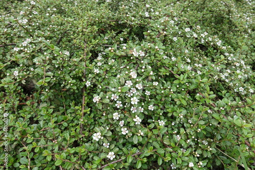 Numerous white flowers in the leafage of Cotoneaster horizontalis in May photo