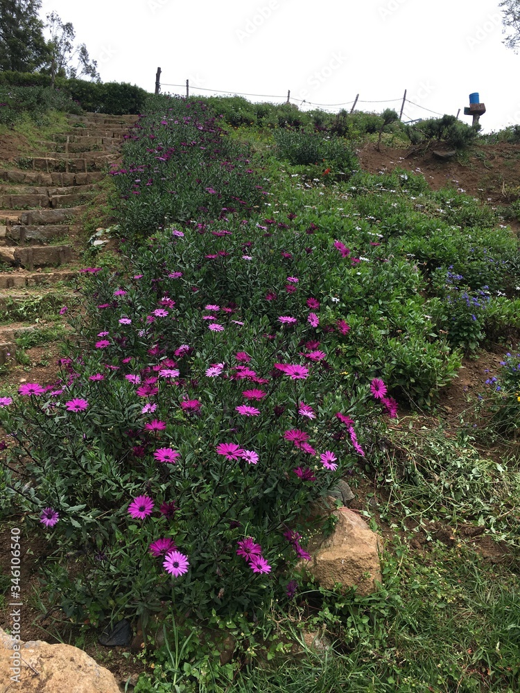 Fototapeta premium African blue-eyed daisy graines