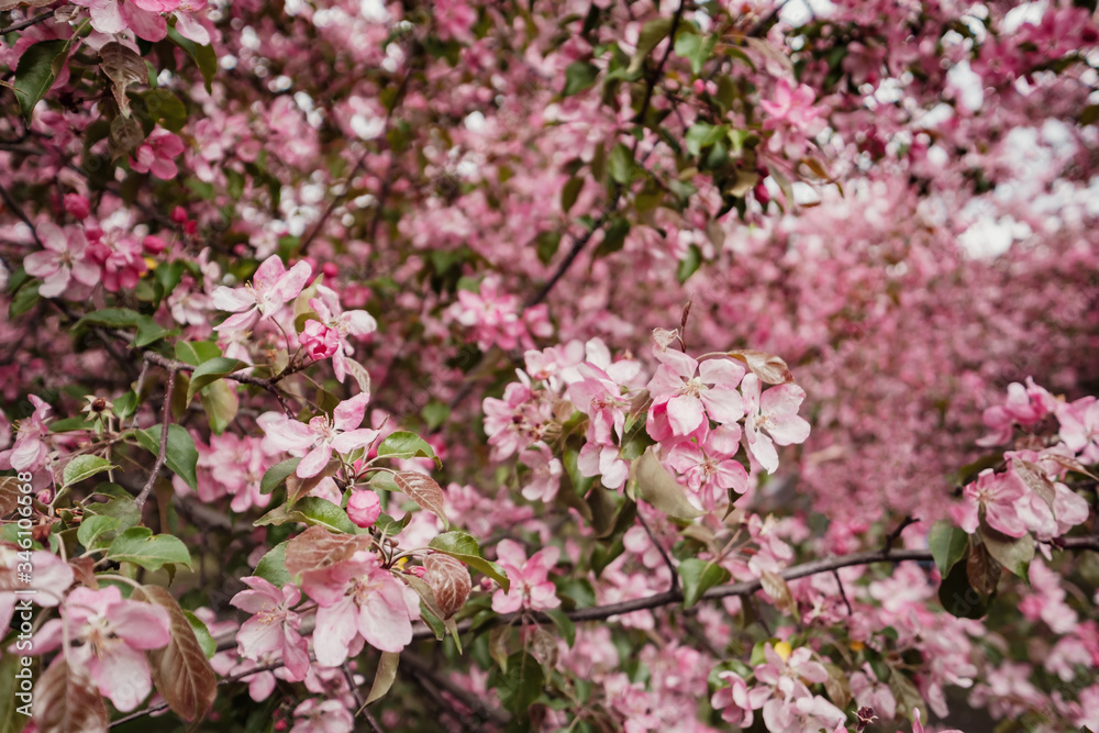 Pink flowers of Apple trees in the spring in Kolomenskoye Park in Moscow Pink flowers of Apple trees in the spring in Kolomenskoye Park in Moscow