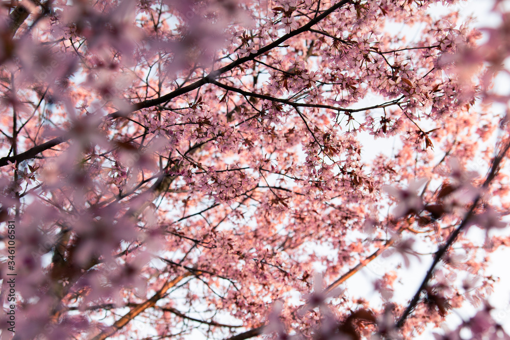 Fototapeta premium cherry blossom in spring