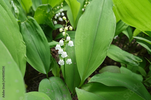 Closeup of raceme of white flowers of Convallaria majalis in May