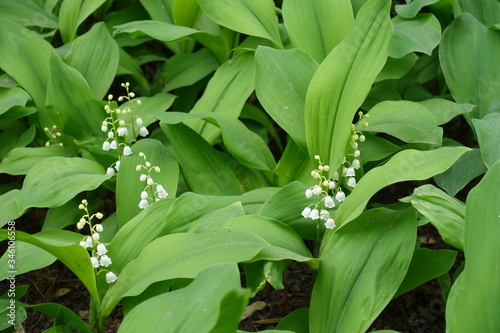 Green leaves and white flowers of Convallaria majalis in May