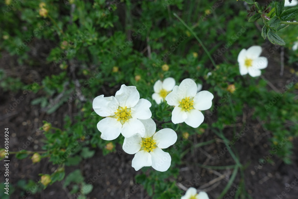 Bunch of white flowers of Dasiphora fruticosa in May Bunch of white flowers of Dasiphora fruticosa in May
