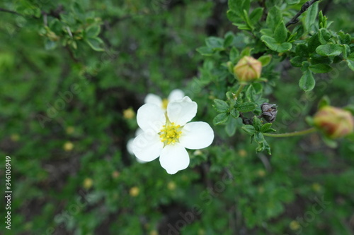 Fototapeta Naklejka Na Ścianę i Meble -  One white flower of Dasiphora fruticosa in May