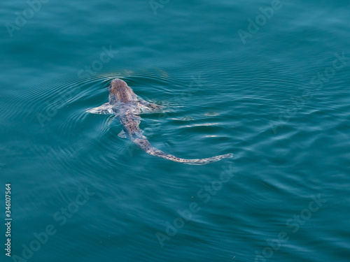 Canvas-taulu scyliorhinus canicula small-spotted catshark lesser spotted dogfish