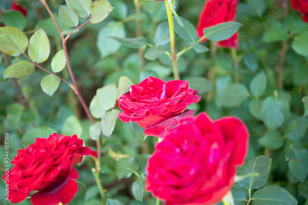 Obraz premium Beautiful red roses flower in the garden