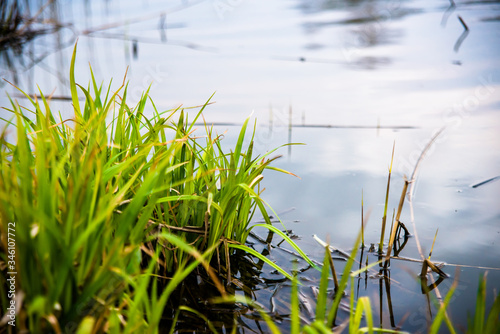 Foto green grass on the left side against the background of water