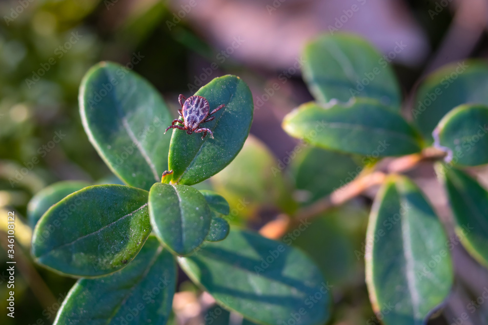 Close up of American dog tick crawling on cranberry leaf in nature. These arachnids a most active in spring and can be careers of Lyme disease or encephalitis. Nobody Close up of American dog tick crawling on cranberry leaf in nature. These arachnids a most active in spring and can be careers of Lyme disease or encephalitis. Nobody