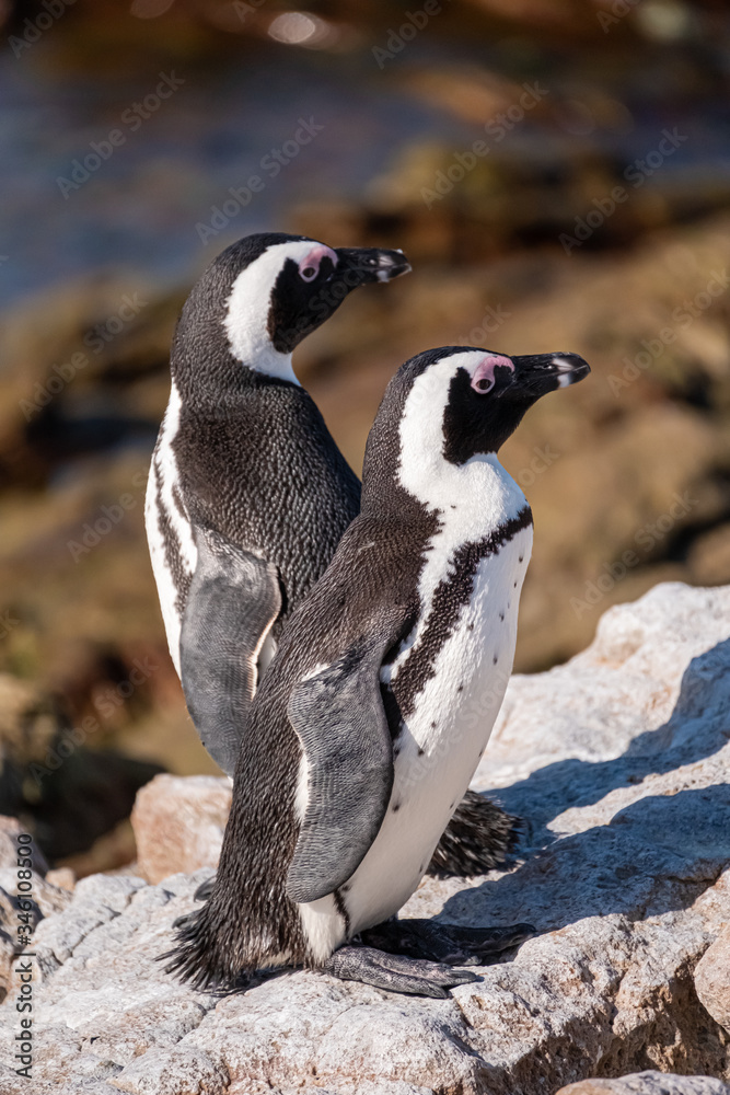 Obraz premium Jackass penguin duo