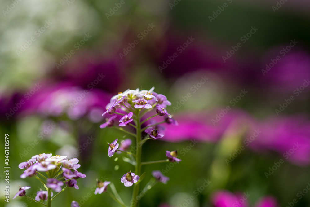 Colorful beauty of seasonal blossom flowers Colorful beauty of seasonal blossom flowers