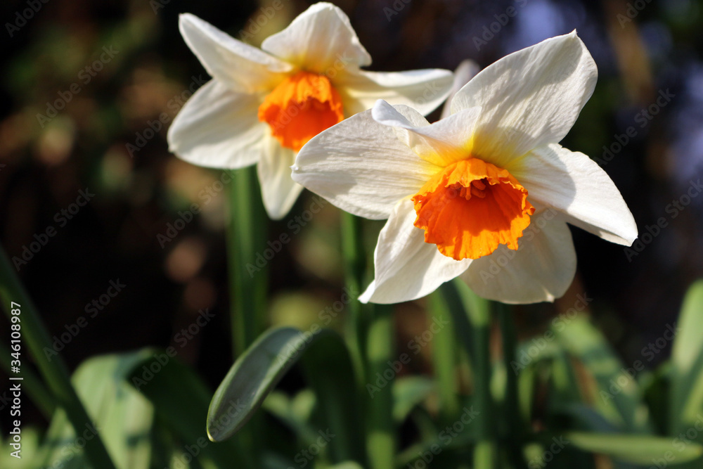 Two White and Orange Daffodils in the Garden