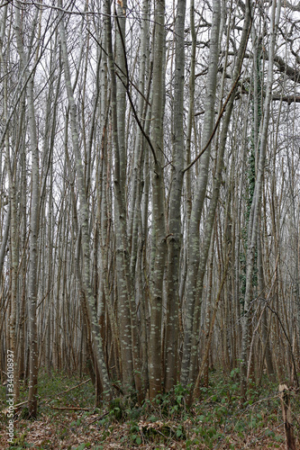 Fototapeta Naklejka Na Ścianę i Meble -  Thin trees with lichen on the bark in a coppiced woodland