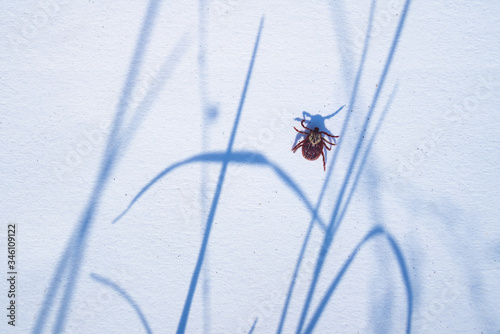 Mature American dog tick crawling on white background. These arachnids a most active in spring and can be careers of Lyme disease or encephalitis photo