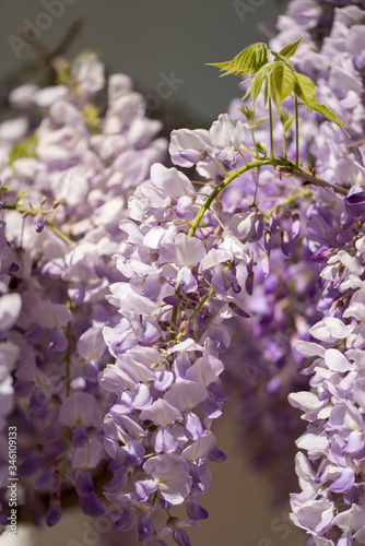Colorful beauty of seasonal blossom flowers