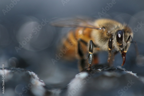 close up of a bee macro 