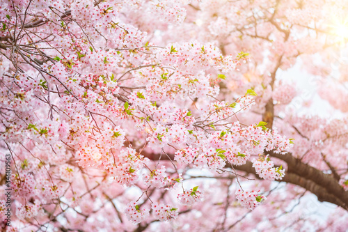 Blooming sakura cherry blossom close up background in spring, South Korea. With sun and lens flare