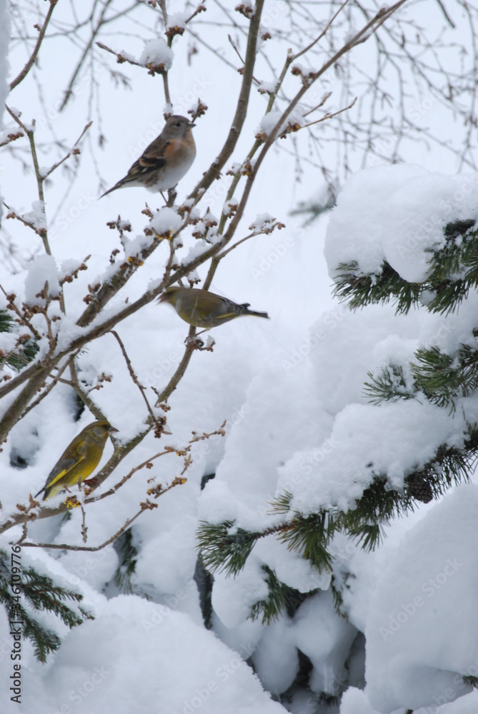 Gartenvögel im Winter