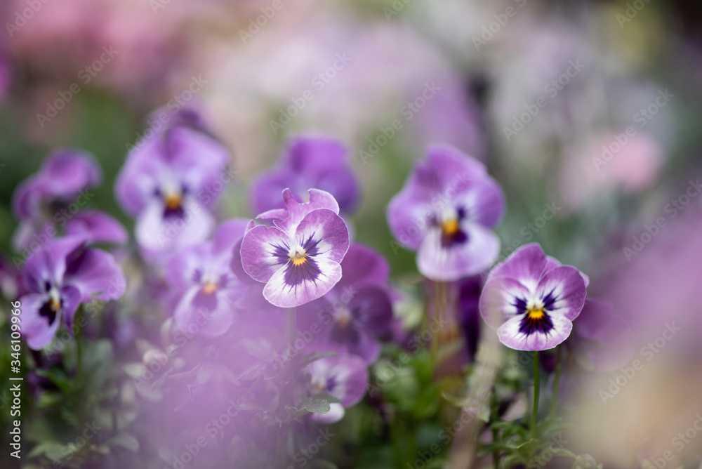 Colorful beauty of seasonal blossom flowers Colorful beauty of seasonal blossom flowers