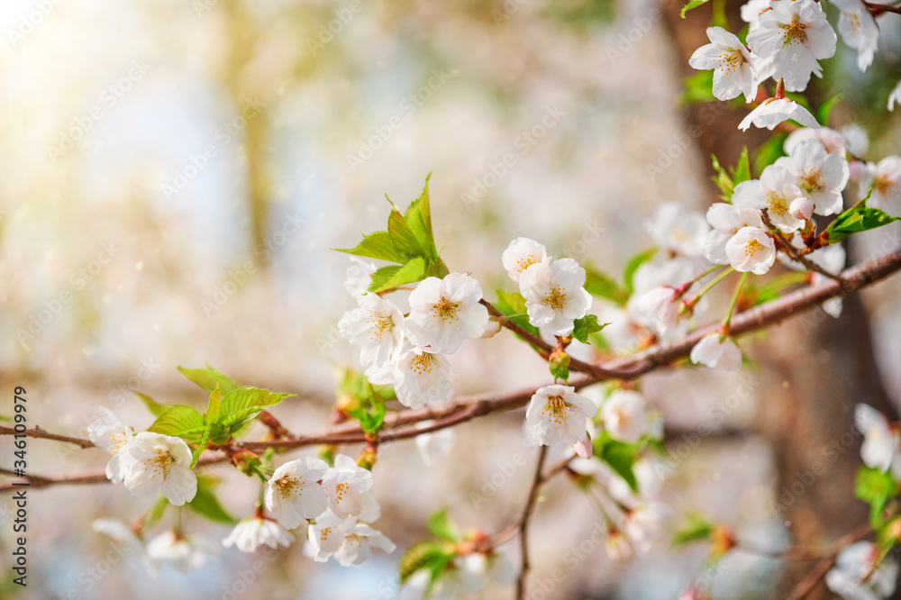 Blooming sakura cherry blossom close up background in spring, South Korea. With sun and lens flare Blooming sakura cherry blossom close up background in spring, South Korea. With sun and lens flare