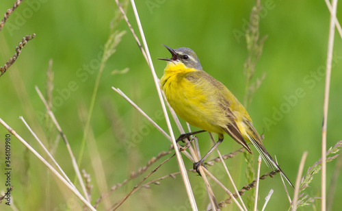 Western Yellow Wagtail, Motacilla flava. The male bird sits on the stem of the plant and sings