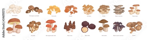 Obraz na płótnie Set of realistic colorful edible mushrooms vector graphic illustration