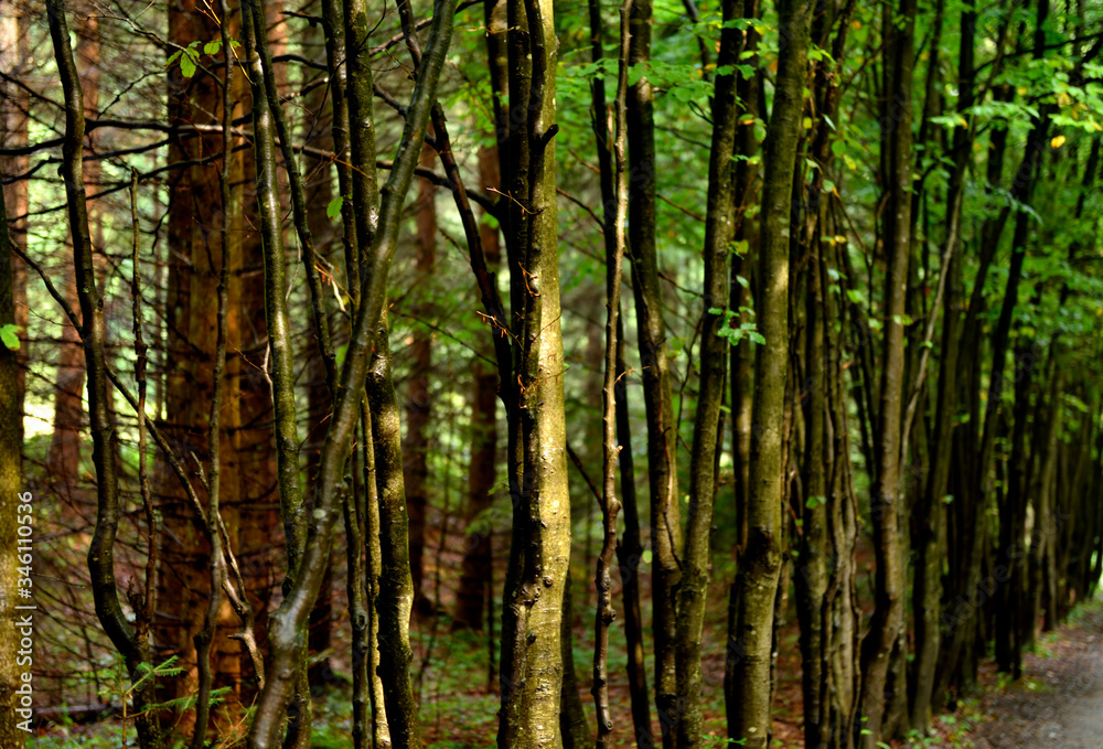 Tatra mountain green deep line up forest Tatra mountain green deep line up forest