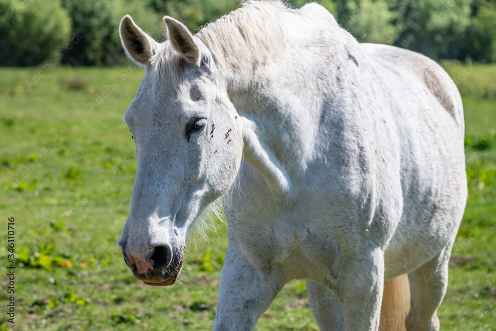 Horses in the countryside