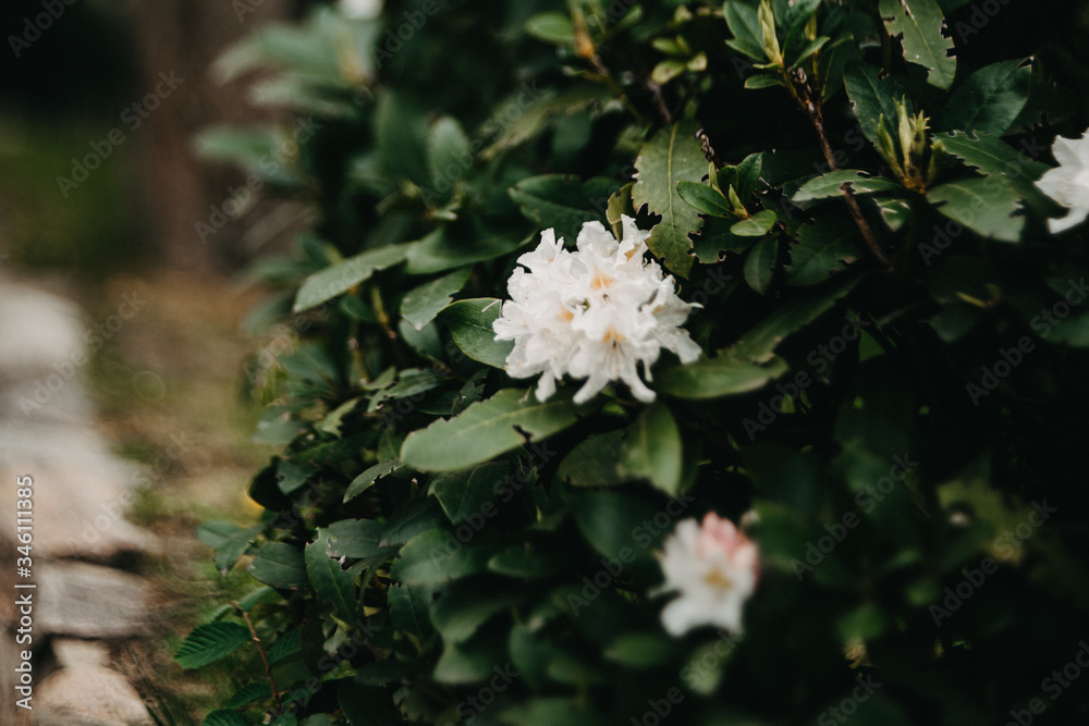 Obraz premium Weisse Blumenpracht, Garten, Rhododendron romantisch, melancholisch, verträumt
