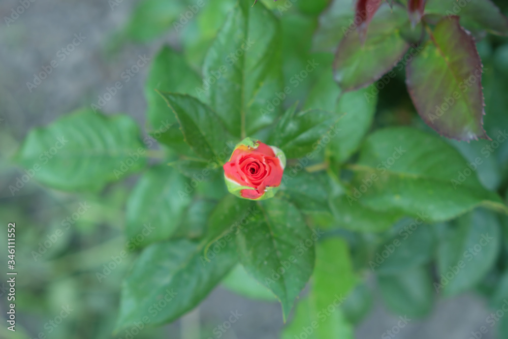 Little bud of a rose flower. Young unblown rose. Little bud of a rose flower. Young unblown rose.