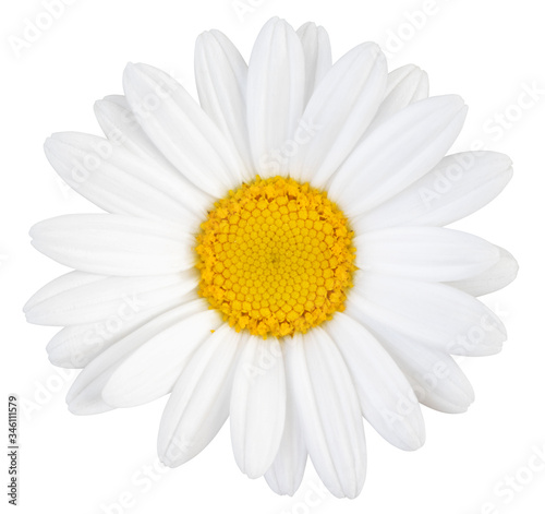 Beautiful white Daisy  Marguerite  isolated on white background  including clipping path.