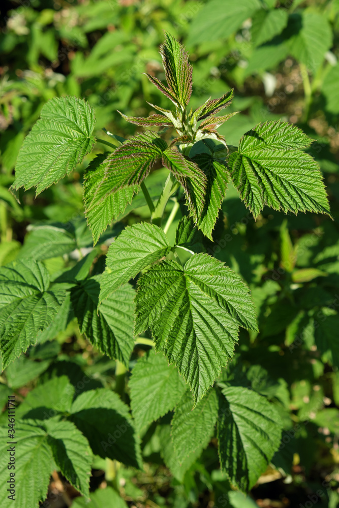 Young stalk of raspberry bush. Raspberry sprouts. Young stalk of raspberry bush. Raspberry sprouts.