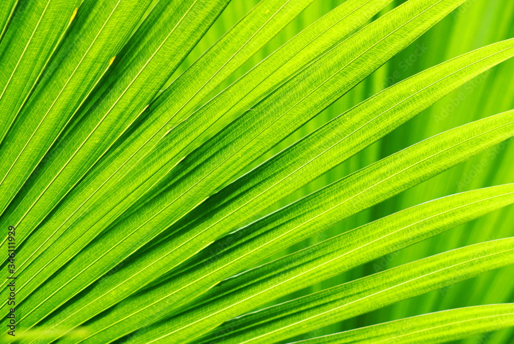 Close up green leaves of palm tree under sunlight, Abstract soft focus natural background